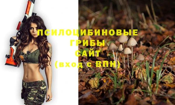 гашик Богданович